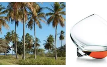Economie du RHUM